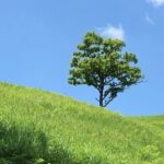 夏空の下に立つ一本木と緑の丘｜Aya法務事務所のお知らせ記事画像